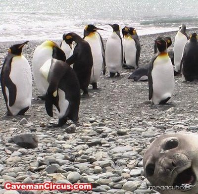 10_greatest_animal_photobombs_of_all_time_10