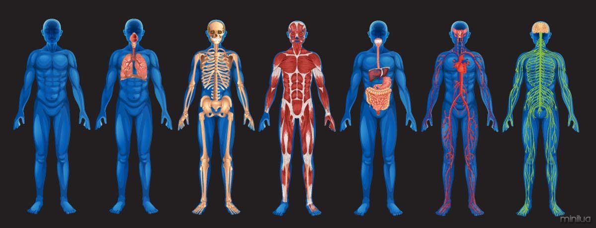 human-body-systems