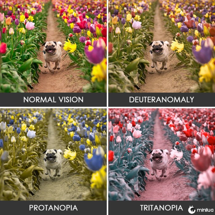Pug colorblindness correndo
