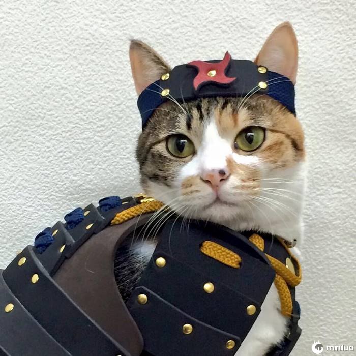 Pet-dog-cat-armor-samurai-age-japan-1