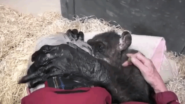 Emocionante! No leito de morte chimpanzé reconhece voz de seu antigo cuidador