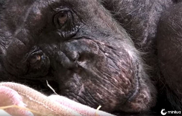 Emocionante! No leito de morte chimpanzé reconhece voz de seu antigo cuidador