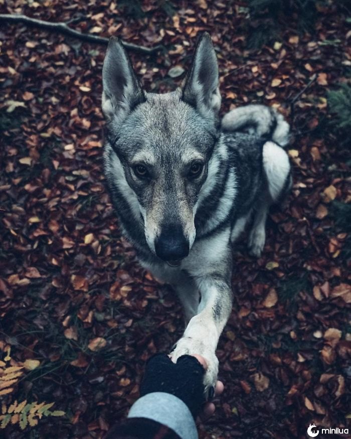 20+ fotos de um homem acariciando seu cão que vão animar o seu dia