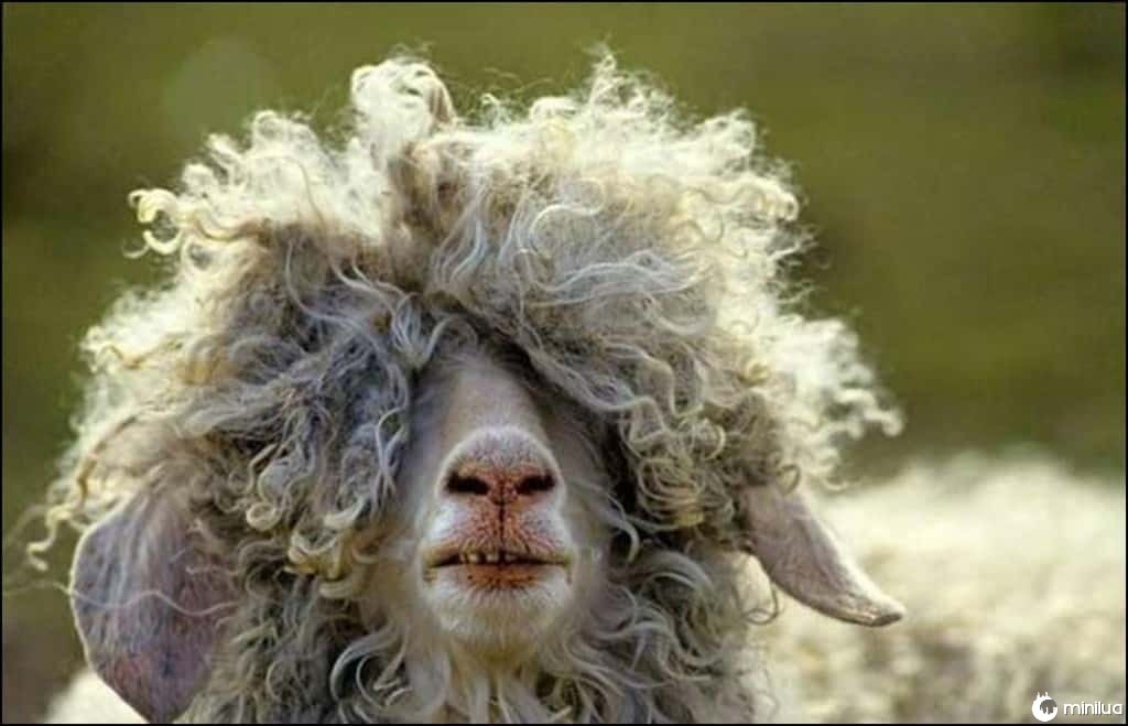 16 imagens de animais tendo um dia de cabelo ruim