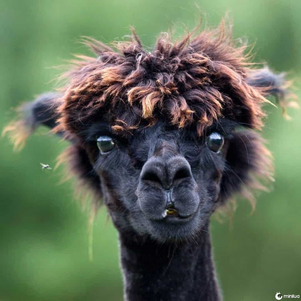 16 imagens de animais tendo um dia de cabelo ruim