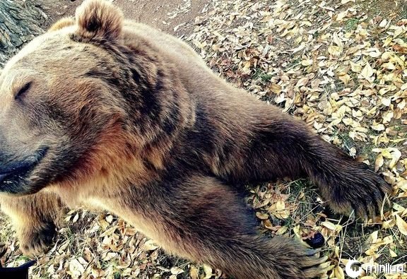 Milagre! menino de 3 anos sobrevive a -30°C por ficar abraçado em um urso