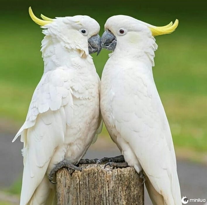 dois pássaros brancos 