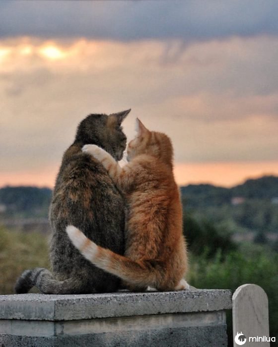 gatinhos se abraçam 