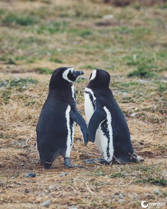 casal de pinguim 