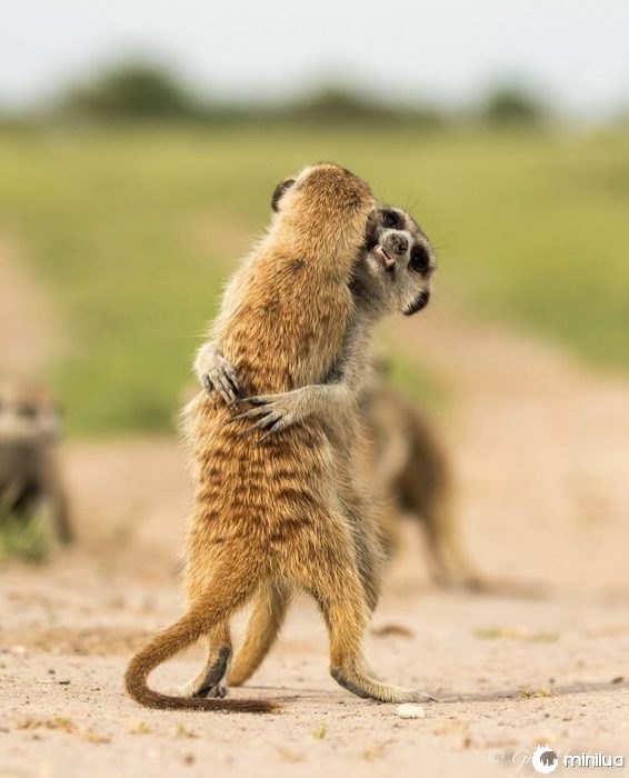 meerkats abraçando 