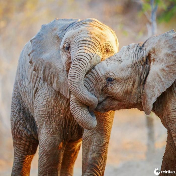beijo de elefante 