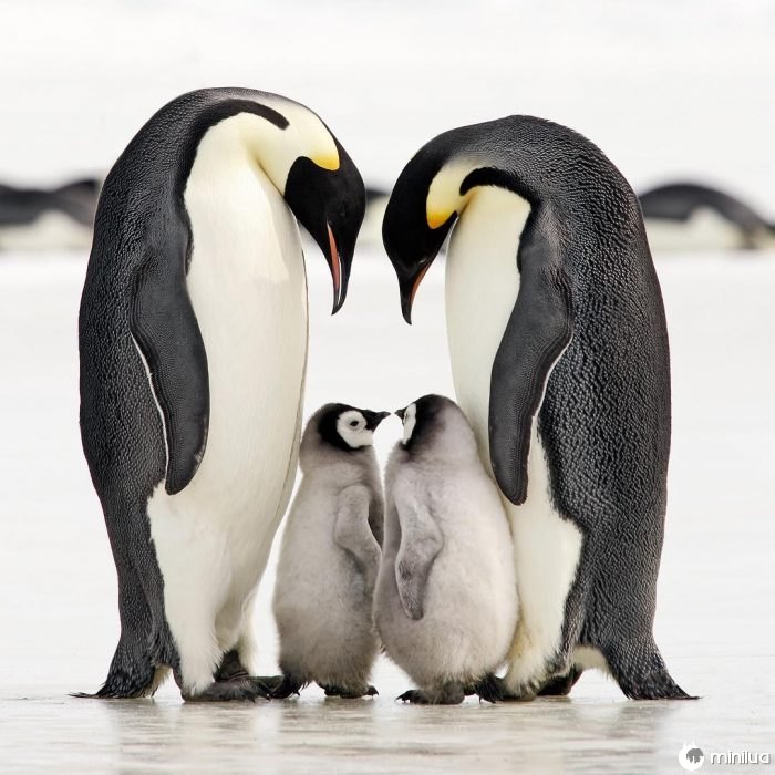 família de pinguins 