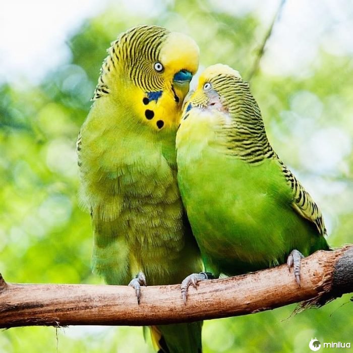 passarinhos beijando 
