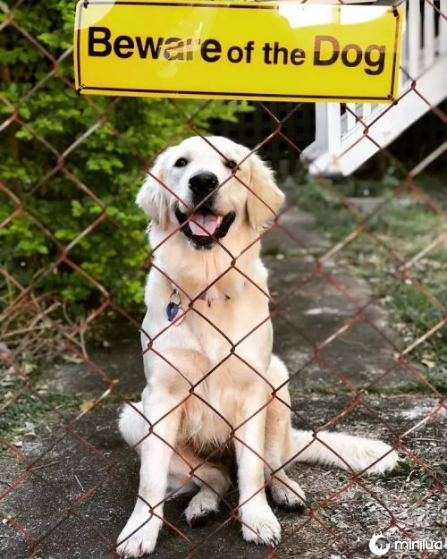 15 cachorros muito "perigosos" que deveriam estar atrás de uma cerca!