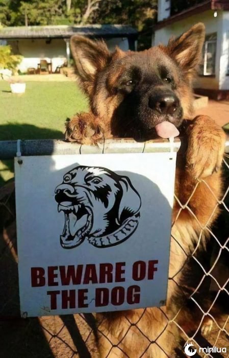 15 cachorros muito "perigosos" que deveriam estar atrás de uma cerca!