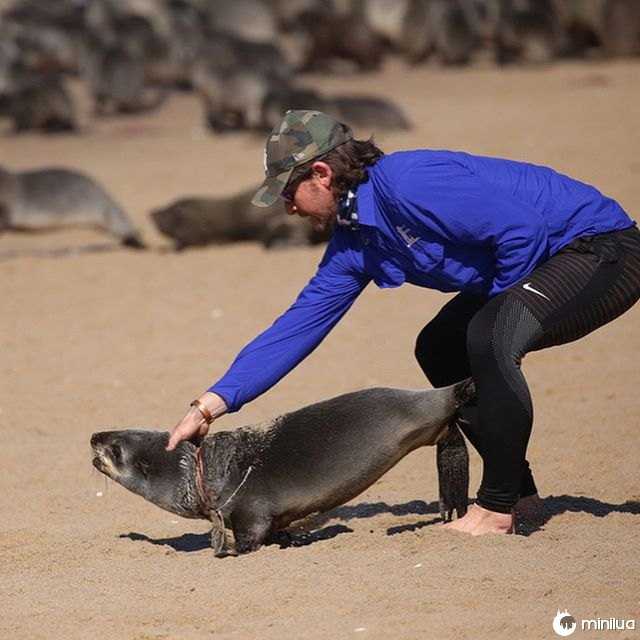 Homem salva mais de 600 focas que ficam presas em plástico