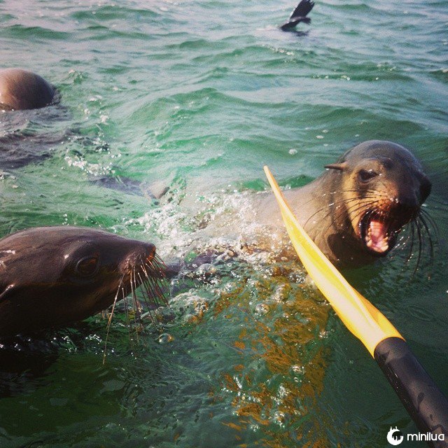 Homem salva mais de 600 focas que ficam presas em plástico