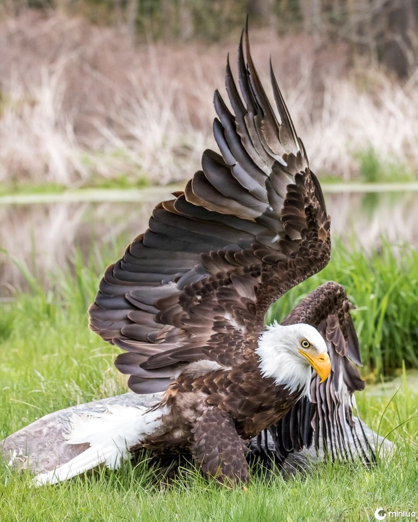 Fotógrafo captura imagem impressionante de águia!
