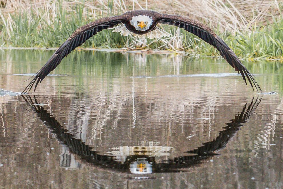 Fotógrafo captura imagem impressionante de águia!