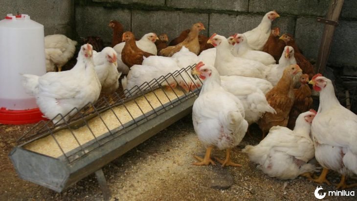 Homem comprou por engano 1.000 galinhas por apenas US $ 1,50 e agora está procurando um lar para elas