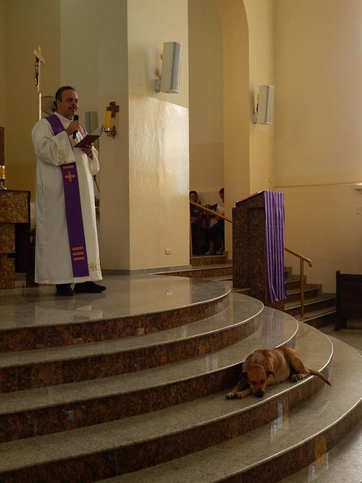 Padre leva cachorros de rua para a missa para serem adotados pelos paroquianos
