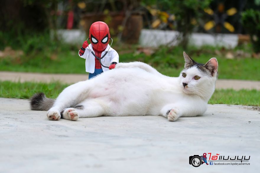 Artista tailandês faz gatos posarem com boneco do Homem-Aranha para criar cenários hilariantes