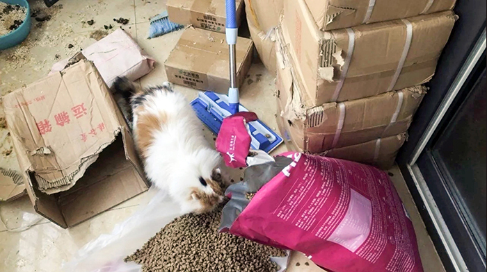Voluntários resgatam animais de estimação abandonados em evacuação da cidade de Wuhan