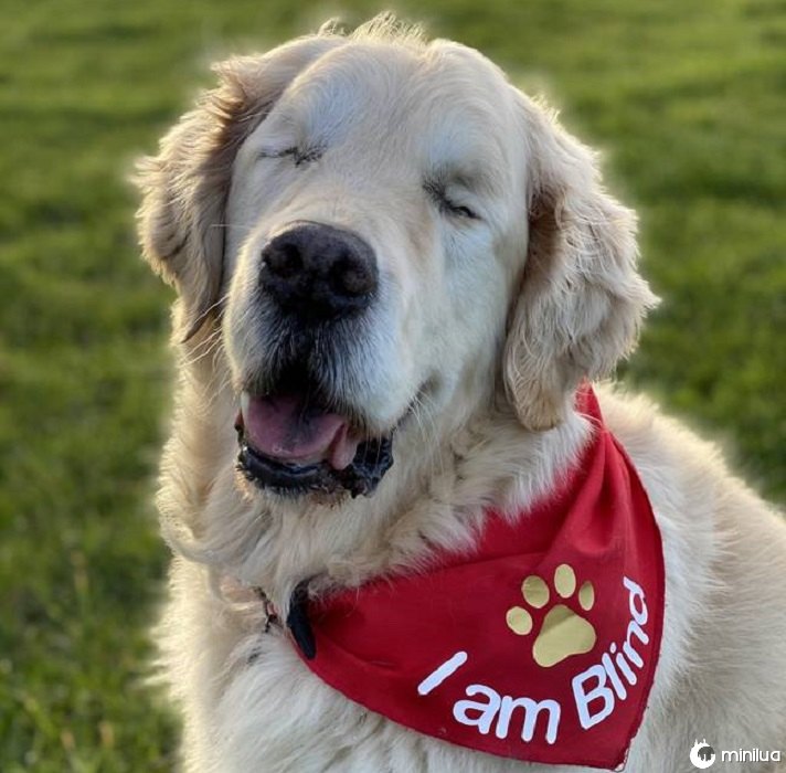 Golden Retriever cego confundido com cão-guia tem 'guia humano'