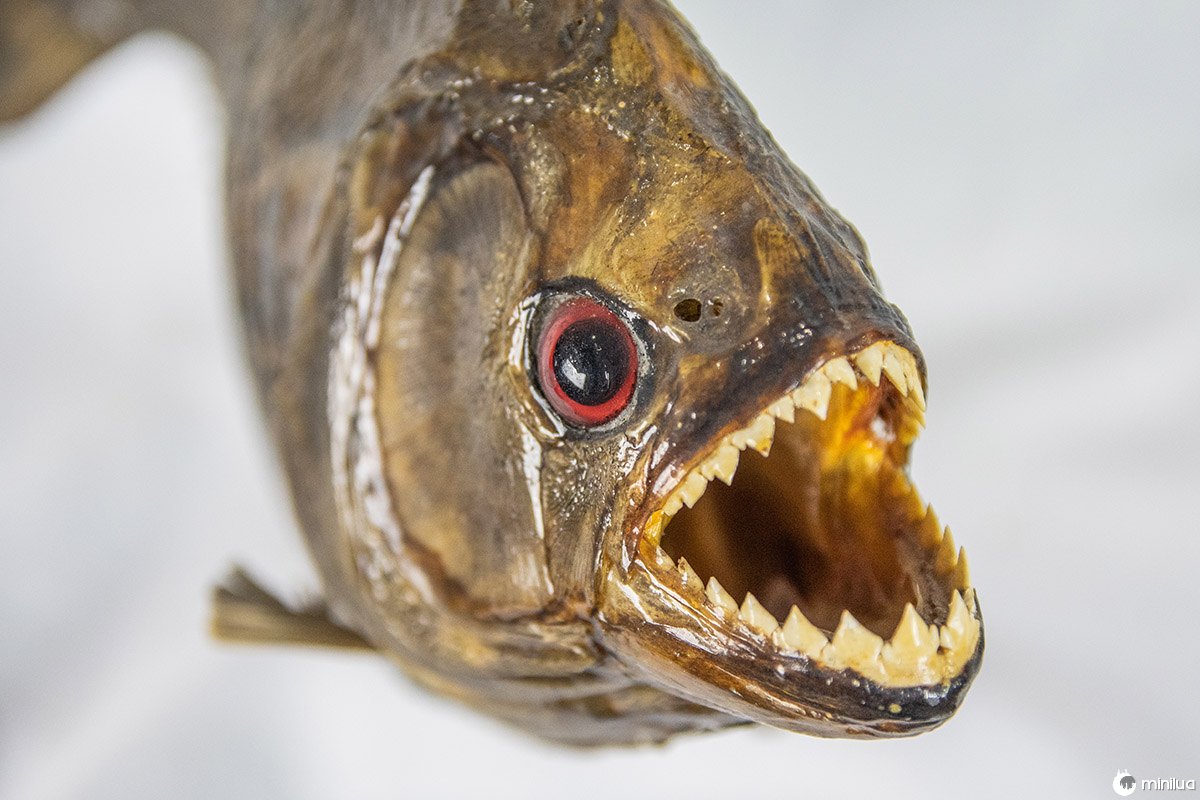 taxidermy piranha