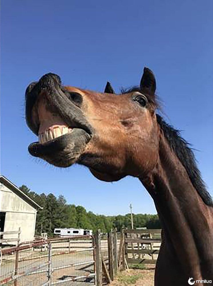 The Peace N Peas Farm in Indian Trails, N.C. is renting out animals like this brown horse named Zeus to make surprise appeara