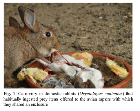 carnivorous rabbits