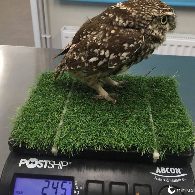 Fat Owl On A Scale