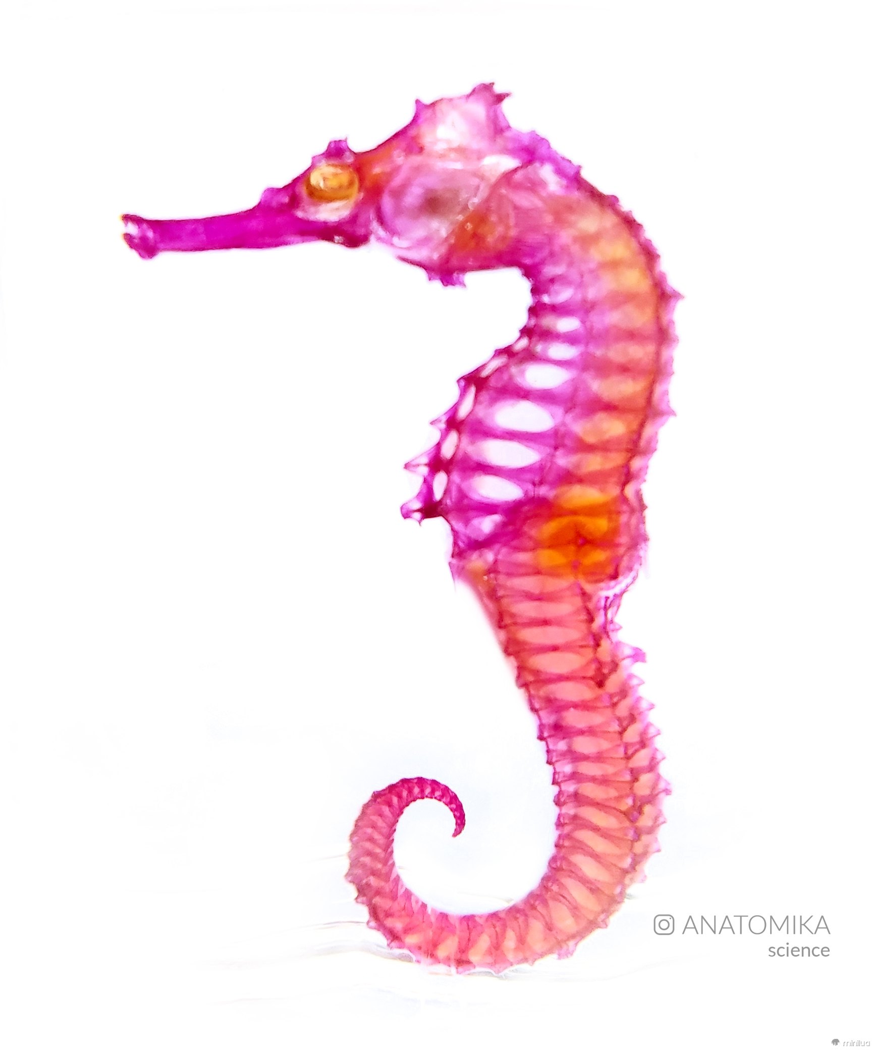 diaphonized seahorse