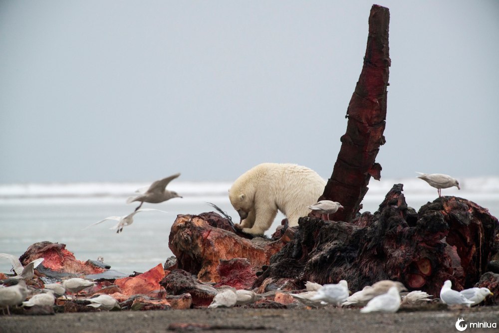 whale carcass eaten by polar bear and birds