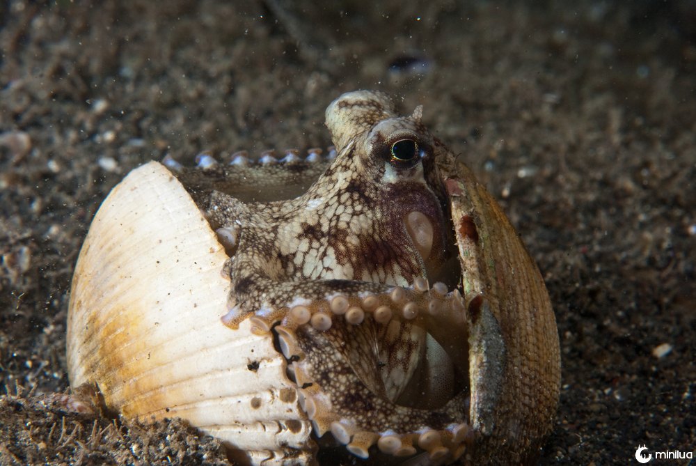 ocotpus clam shells
