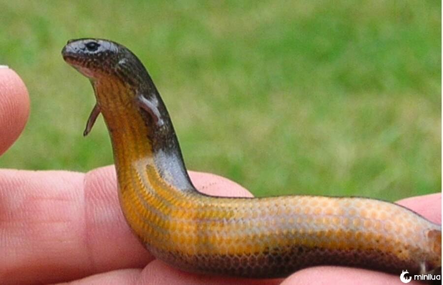 Yellow Bellied Three Toed Skink