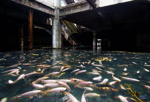 abandoned-shopping-mall-bangkok-fish-jesse-rockwell-6