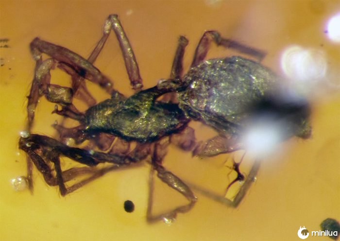 Weird 99 million year old spiders trapped in amber