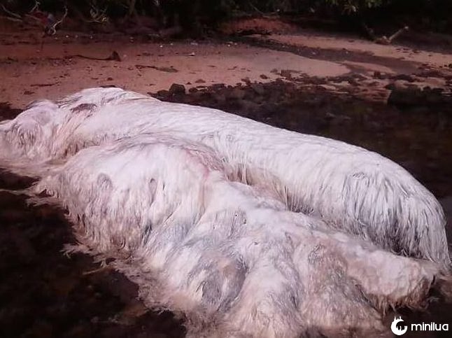 white alien monster globster sperm whale philippines