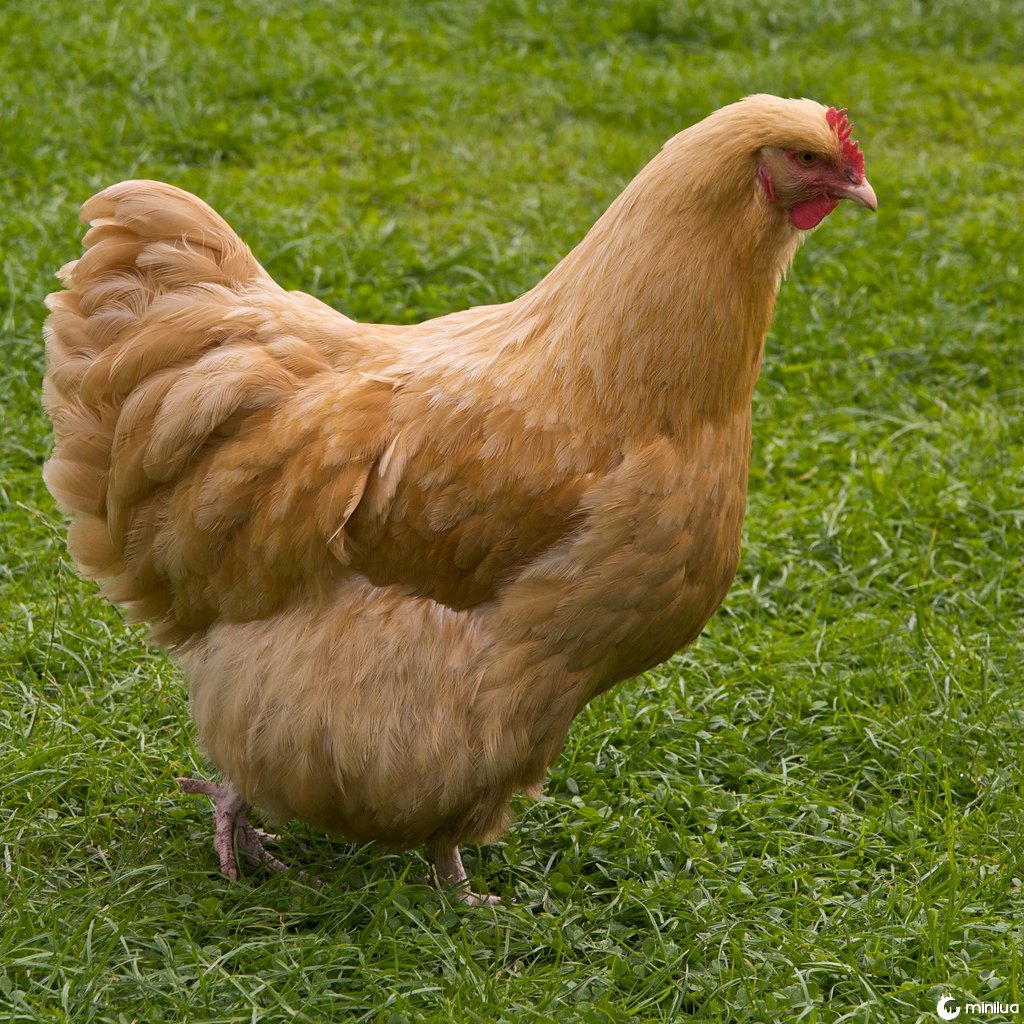 A brown chicken