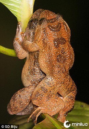 Bombay Night Frog Mating Sexual Position