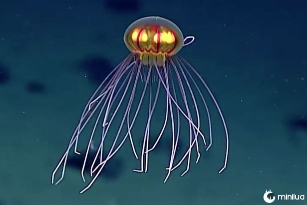 Jellyfish UFO