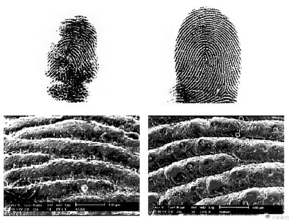 koala fingerprints
