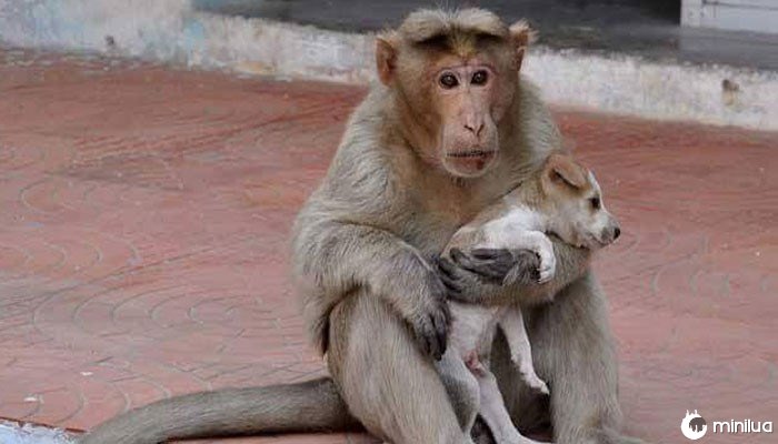 Monkey Adopts Puppy