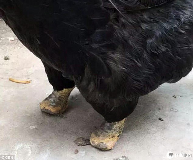 footless rooster china