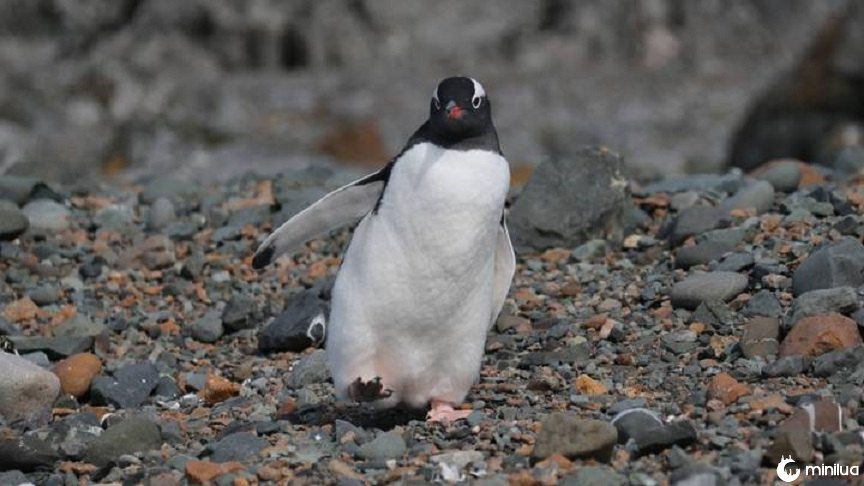 Cientistas que estudam pinguins são afetados pela fumaça do cocô