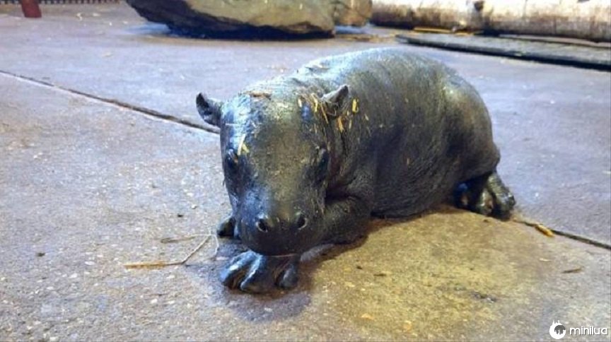 Um bebê de hipopótamo-pigmeu em extinção nasceu no zoológico de Colchester
