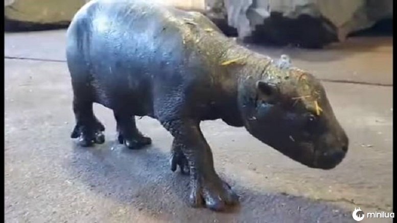Um bebê de hipopótamo-pigmeu em extinção nasceu no zoológico de Colchester