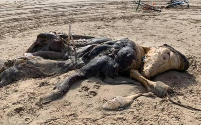 Homem encontra criatura peluda fedorenta misteriosa com nadadeiras lavadas na praia
