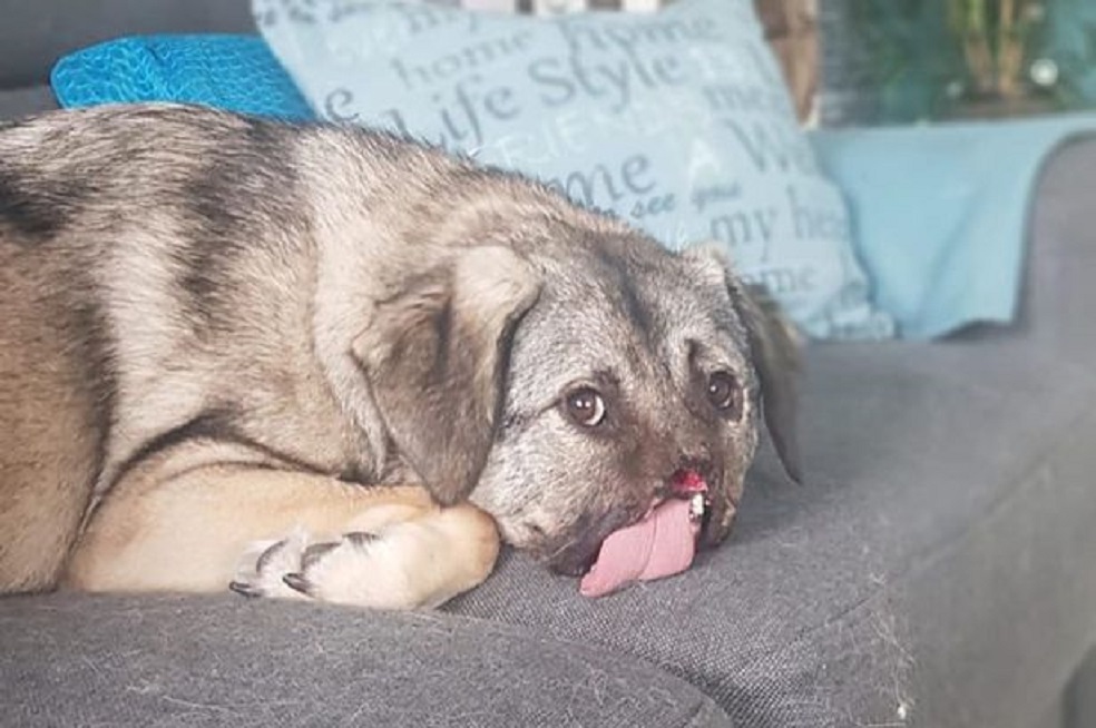 Cão de rua que perdeu o nariz após ser atropelado por trem encontra um lar amoroso